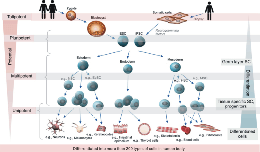 stem cell differentiation